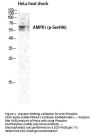 Anti-Phospho-AMP alpha (S496) PRKAA1 Antibody