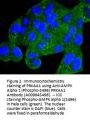Anti-AMPK Alpha 1 (Phospho-S496) PRKAA1 Antibody