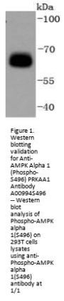 Anti-AMPK Alpha 1 (Phospho-S496) PRKAA1 Antibody