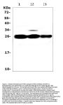 Anti-MBL2 Antibody Picoband®