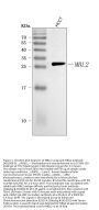 Anti-MBL2 Antibody Picoband®