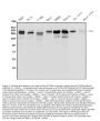 Anti-Integrin beta 4/ITGB4 Antibody Picoband®