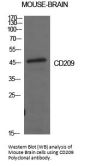 Anti-CD209/Dc Sign Antibody