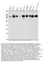 Anti-RNA polymerase II/POLR2A Antibody PicobandÂ®