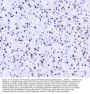Anti-RNA polymerase II/POLR2A Antibody PicobandÂ®