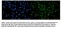 Anti-RNA polymerase II/POLR2A Antibody PicobandÂ®