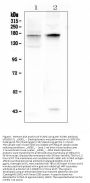 Anti-KCNH1 Antibody Picoband®