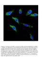 Anti-KCNH1 Antibody Picoband®