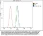 Anti-KCNH1 Antibody Picoband®