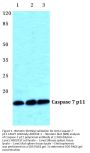 Anti-Caspase 7 p11 CASP7 Antibody