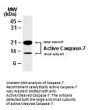 Anti-Caspase-7 (active/cleaved) Antibody