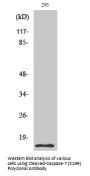 Anti-Cleaved-Caspase-7 (S199) CASP7 Antibody
