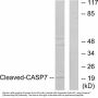 Anti-Cleaved-Caspase-7 (S199) CASP7 Antibody