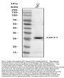 Anti-SIRT3 Antibody Picoband®