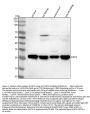 Anti-SIRT3 Antibody Picoband®