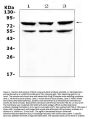 Anti-RANK/TNFRSF11A Antibody Picoband®