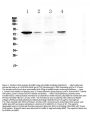 Anti-RANK/TNFRSF11A Antibody Picoband®