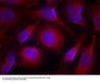 Anti-Pyk2(Ab-402) PTK2B Antibody