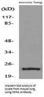 Anti-ET-1 EDN1 Antibody