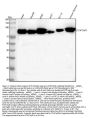 Anti-STAT5A/B Antibody Picoband®