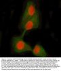 Anti-STAT5A/B Antibody Picoband®