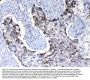 Anti-PI3 Kinase p110 beta/PIK3CB Antibody Picoband®