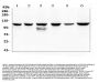 Anti-PI3 Kinase p110 beta/PIK3CB Antibody Picoband®