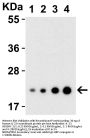 Anti-IL-23 Antibody