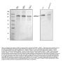 Anti-ASXL1 Antibody PicobandÂ®