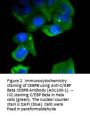 Anti-C/EBP Beta CEBPB Antibody
