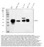 Anti-liver Arginase/ARG1 Antibody Picoband®