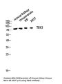 Anti-TBX3 Antibody