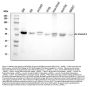 Anti-ALDH3A1 Antibody Picoband®