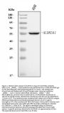 Anti-ALDH3A1 Antibody Picoband®