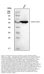 Anti-ALDH3A1 Antibody Picoband®