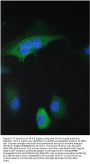 Anti-14-3-3 sigma/SFN Antibody Picoband®