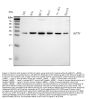 Anti-14-3-3 sigma/SFN Antibody Picoband®