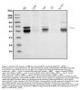 Anti-MEF2C Antibody Picoband®