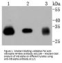 Anti-IKB Alpha NFKBIA Antibody