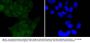 Anti-IKB Alpha (Phospho-S32) NFKBIA Antibody