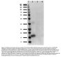 Anti-IL-1 Alpha Antibody