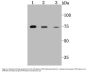 Anti-PKC Epsilon PRKCE Antibody
