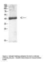 Anti-IL-12B p40 Antibody