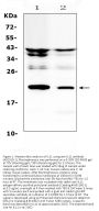 Anti-IL11 Antibody Picoband®