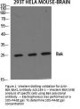 Anti-Bak BAK1 Antibody