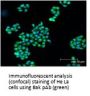 Anti-Bak BAK1 Antibody
