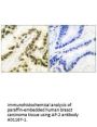 Anti-AP-2 TFAP2A Antibody