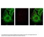 Anti-Gli-3 Antibody