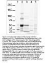 Anti-Gli-3 Antibody