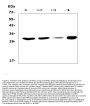 Anti-PHO1/APOBEC3A Antibody Picoband®